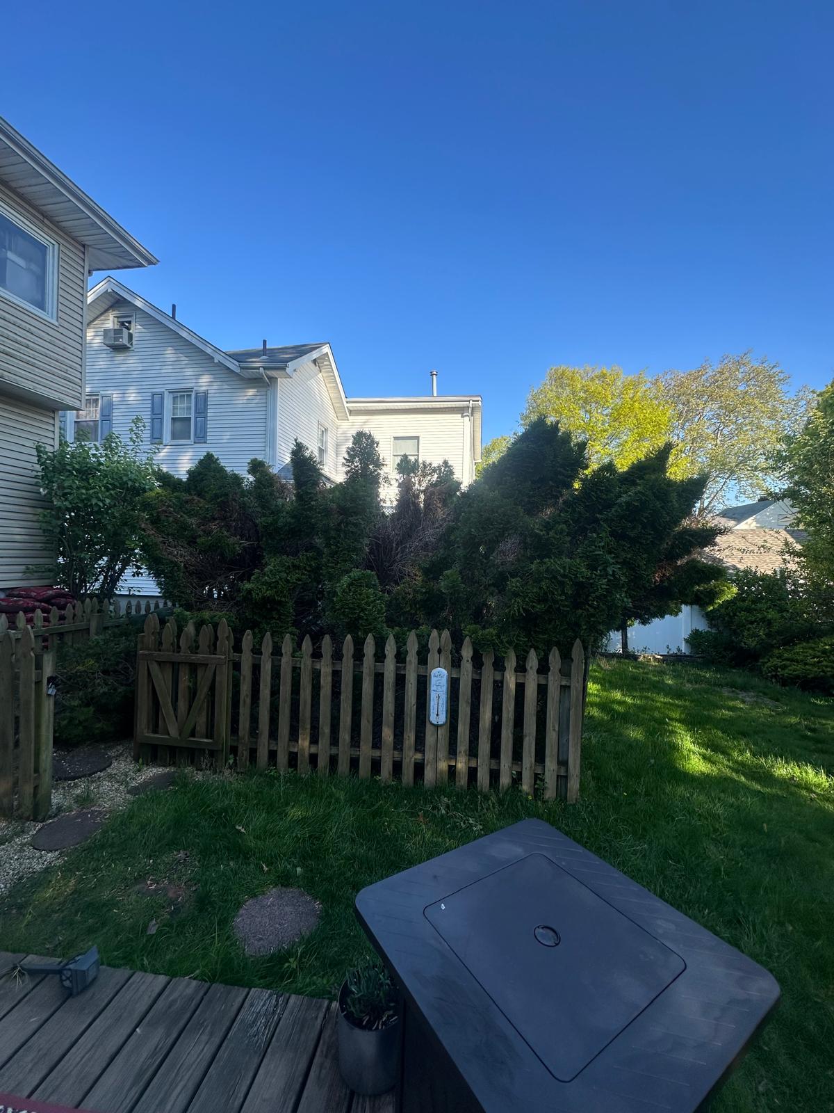 Before tree removal in Leonia NJ - large tree requiring professional removal